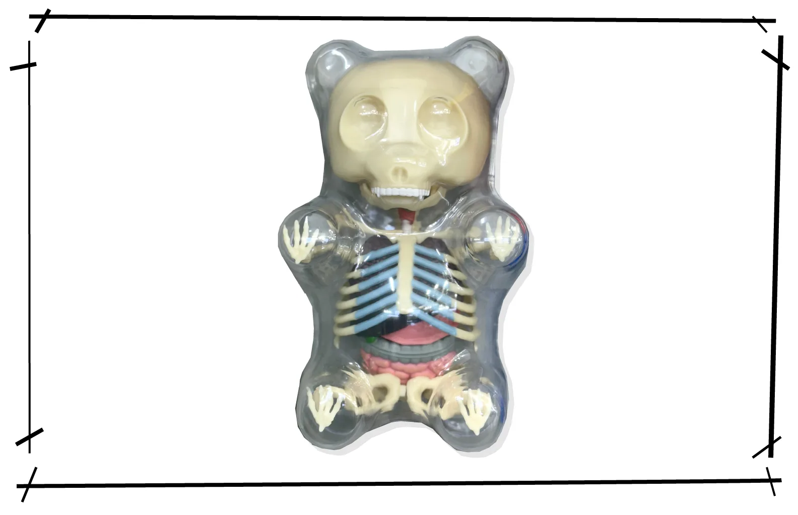 Jason Freeny Gummy Bear Anatomy