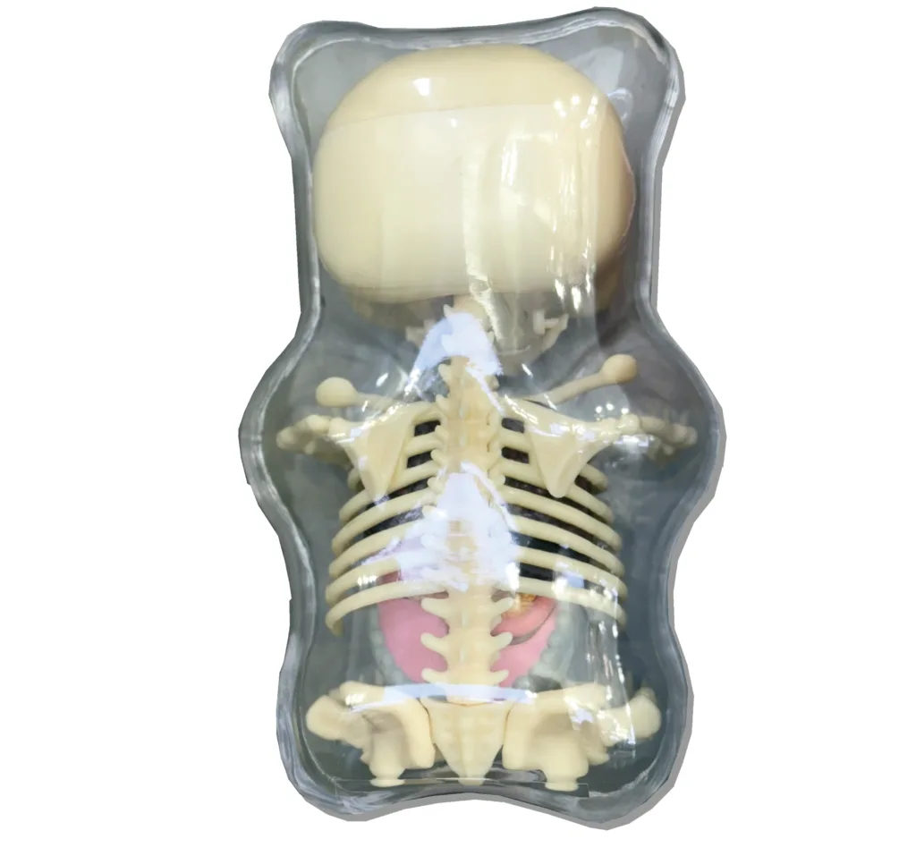 Jason Freeny Gummy Bear Anatomy Back